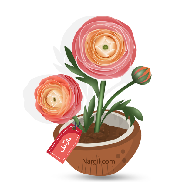 Nargil - Persian Buttercup